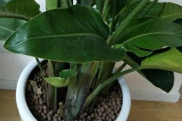 天堂鸟叶子焦边是什么原因,可能是水分不足所致