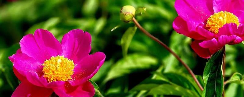芍药花夏季养护方法，放在凉爽处并遮蔽强光