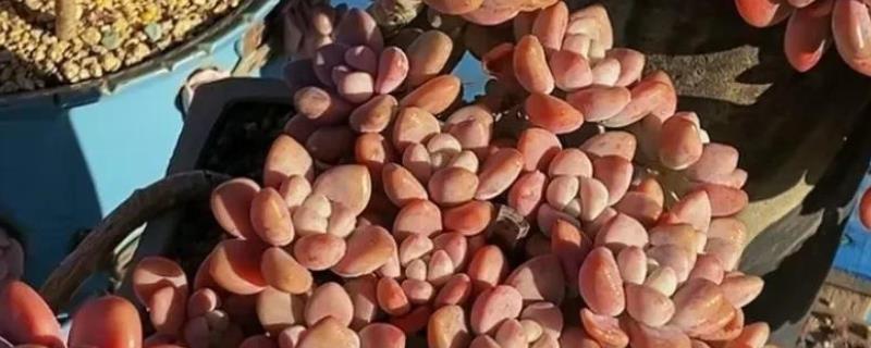 洛神多肉怎么养殖，每隔3天左右浇一次水