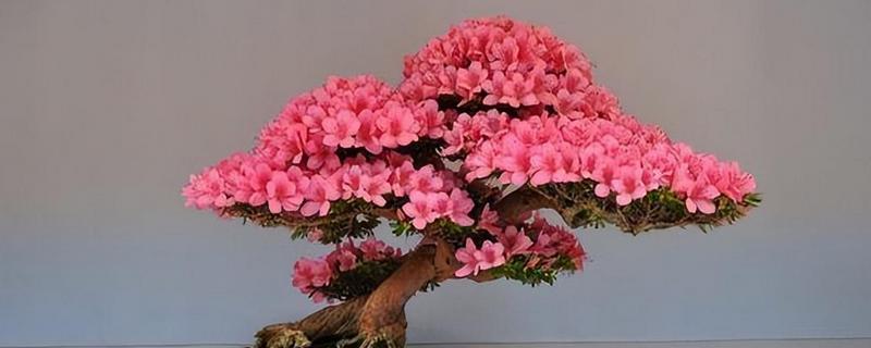 杜鹃花冬季修剪方法，剪除生长不良和过密的枝叶