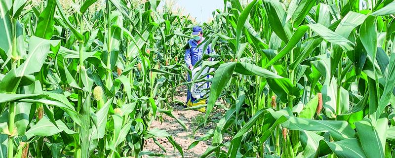 玉米种子的播种注意事项，不可在同一地块连续种植