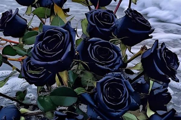 黑玫瑰有什么花语,代表极致的爱、虚伪等含义