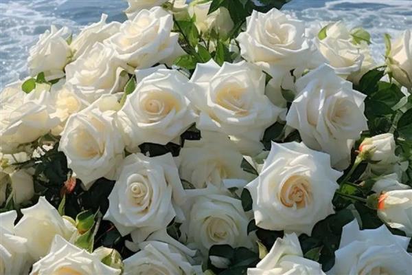 黑玫瑰有什么花语,代表极致的爱、虚伪等含义