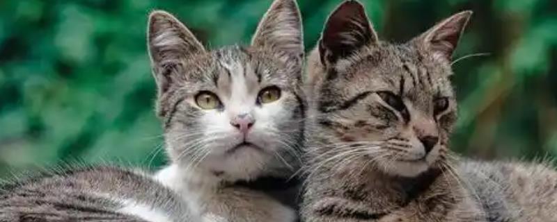 猫咪尿黄的原因，可能是饮水量不足所致