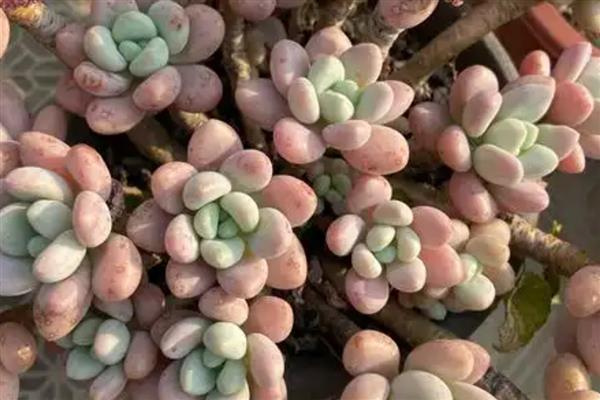 洛神多肉怎么养殖，每隔3天左右浇一次水