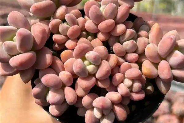 洛神多肉怎么养殖，每隔3天左右浇一次水