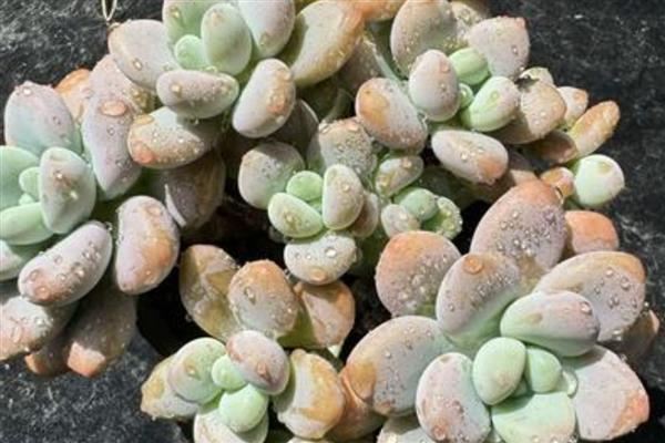 洛神多肉怎么养殖，每隔3天左右浇一次水