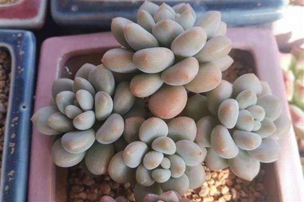 洛神多肉怎么养殖，每隔3天左右浇一次水