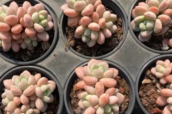 洛神多肉怎么养殖，每隔3天左右浇一次水