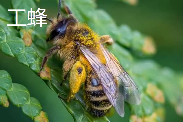 蜜蜂有哪几种，分为蜂王、工蜂等