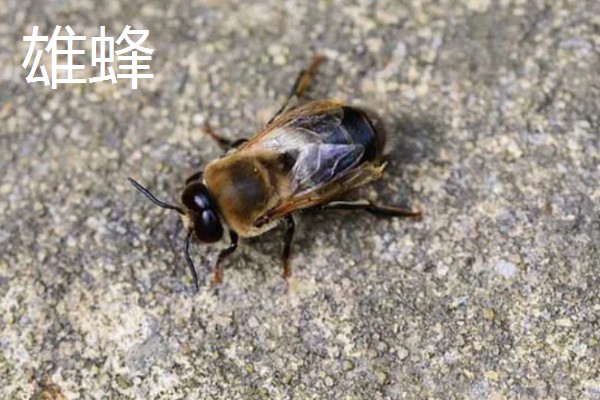 蜜蜂有哪几种，分为蜂王、工蜂等