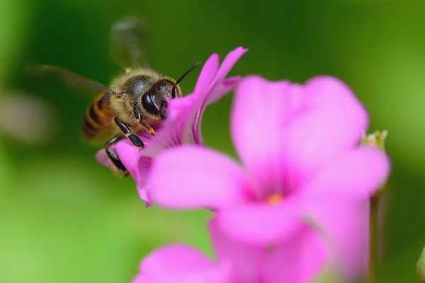 蜜蜂有哪几种，分为蜂王、工蜂等