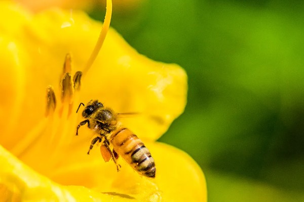 蜜蜂有哪几种，分为蜂王、工蜂等