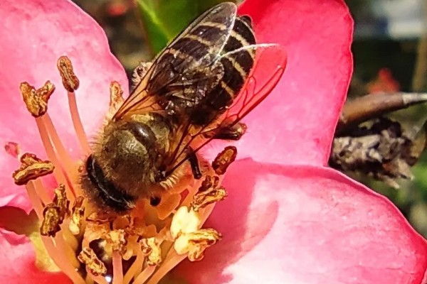 蜜蜂有哪几种，分为蜂王、工蜂等