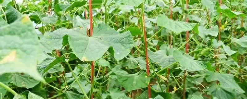 黄瓜的摘叶方法，落蔓之前将植株下部的老叶全部摘除
