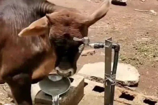 牛不喝水的原因,可能是患有瘤胃积食等疾病