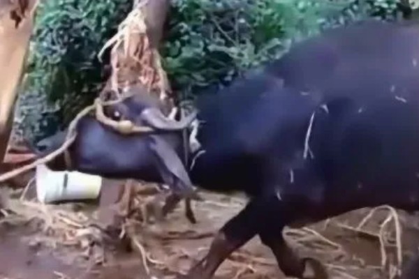 牛不喝水的原因,可能是患有瘤胃积食等疾病