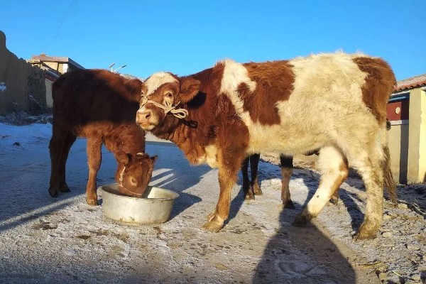 牛不喝水的原因,可能是患有瘤胃积食等疾病