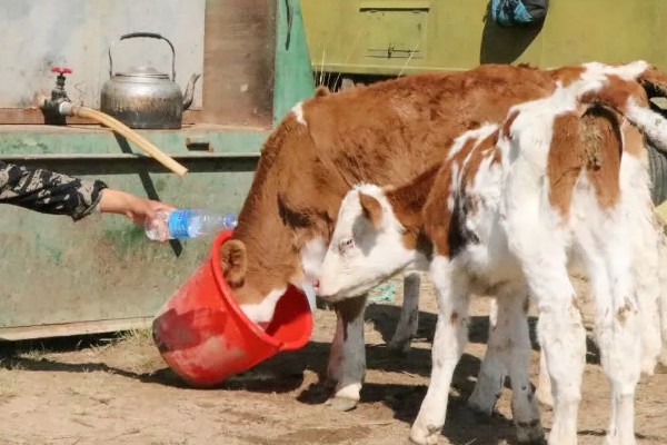 牛不喝水的原因,可能是患有瘤胃积食等疾病
