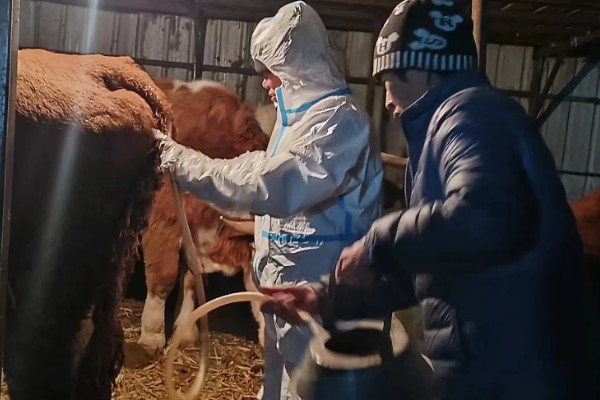 牛不喝水的原因,可能是患有瘤胃积食等疾病