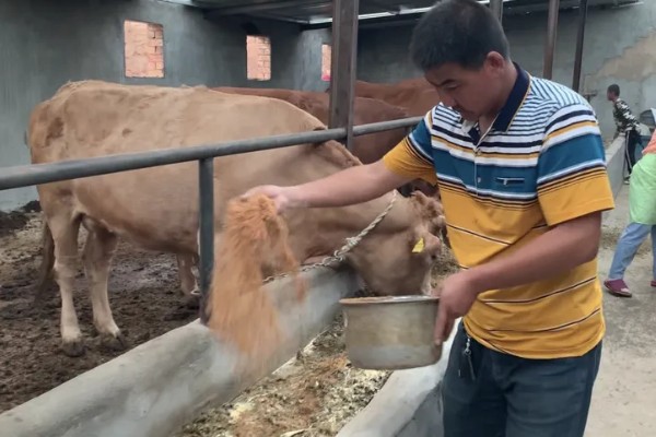 牛不喝水的原因,可能是患有瘤胃积食等疾病