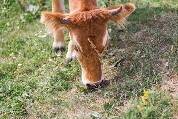 牛不喝水的原因,可能是患有瘤胃积食等疾病