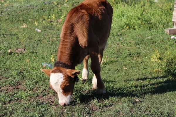 牛不喝水的原因,可能是患有瘤胃积食等疾病