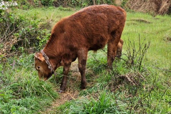 牛不喝水的原因,可能是患有瘤胃积食等疾病