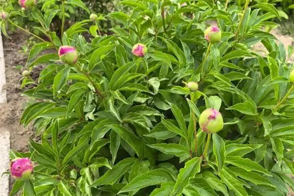 芍药花夏季养护方法,放在凉爽处并遮蔽强光