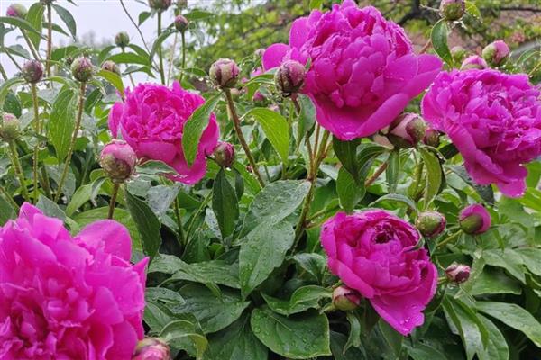 芍药花夏季养护方法,放在凉爽处并遮蔽强光