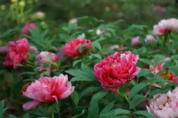 芍药花夏季养护方法,放在凉爽处并遮蔽强光