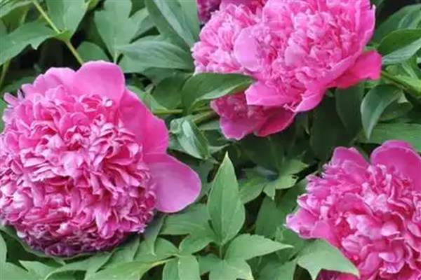 芍药花夏季养护方法,放在凉爽处并遮蔽强光