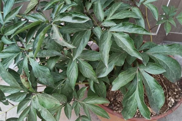 芍药花夏季养护方法,放在凉爽处并遮蔽强光