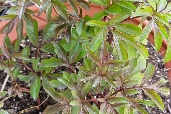 芍药花夏季养护方法,放在凉爽处并遮蔽强光