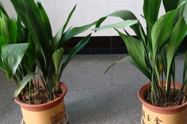 一叶兰叶子发黄如何处理，过度浇水需控制浇水次数