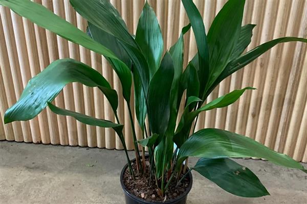 一叶兰叶子发黄如何处理，过度浇水需控制浇水次数