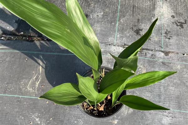 一叶兰叶子发黄如何处理，过度浇水需控制浇水次数