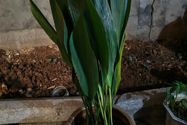 一叶兰叶子发黄如何处理，过度浇水需控制浇水次数