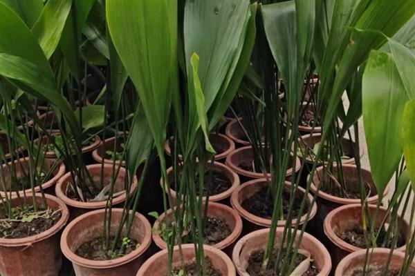 一叶兰叶子发黄如何处理，过度浇水需控制浇水次数