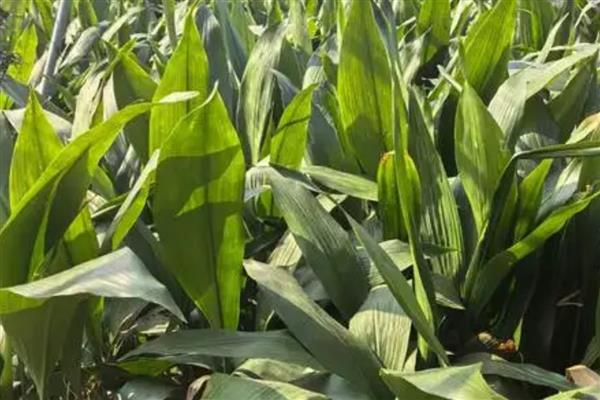 一叶兰叶子发黄如何处理，过度浇水需控制浇水次数