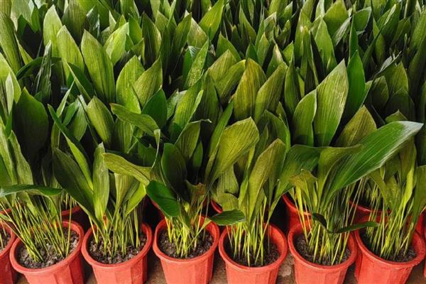 一叶兰叶子发黄如何处理，过度浇水需控制浇水次数