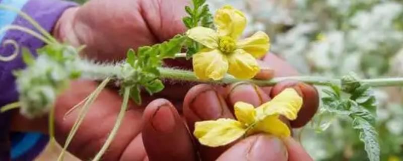 西瓜要人工授粉吗，露天大规模种植需要人工授粉