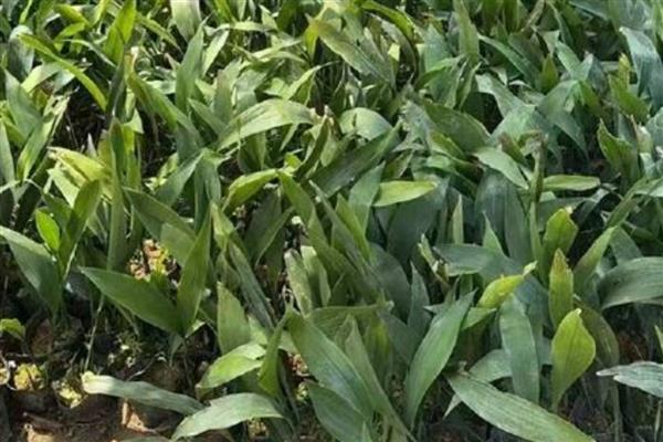 一叶兰叶子发黄如何处理，过度浇水需控制浇水次数