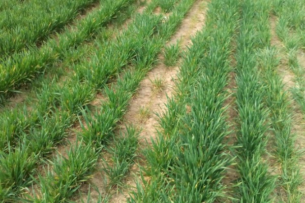 冬小麦节水保墒的措施，要改进地面灌溉技术