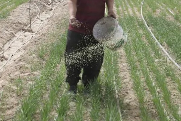 冬小麦节水保墒的措施，要改进地面灌溉技术