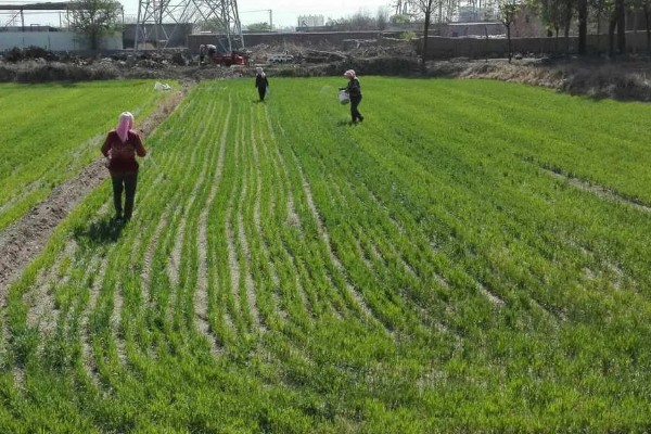 冬小麦节水保墒的措施，要改进地面灌溉技术