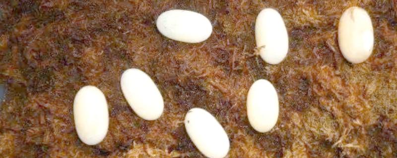 草龟几月份下蛋，每年的4-8月份下蛋