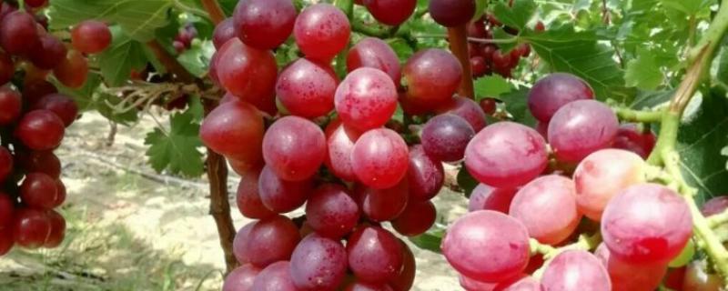 早玫瑰葡萄的特点，具有成熟早、品质好等特点