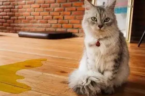 猫咪尿黄的原因,可能是饮水量不足所致