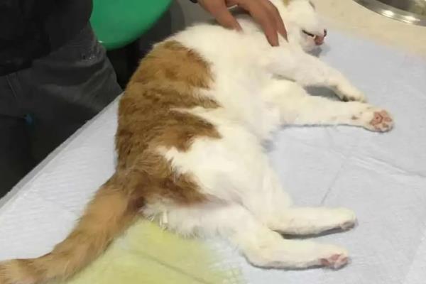 猫咪尿黄的原因,可能是饮水量不足所致